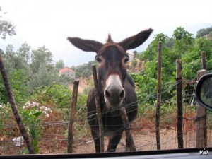 L'âne HîHâN ... à Santa Lucia di Taliano (Corse du sud)