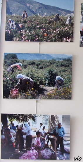 Photo : A. Thévenard / ramassage dans les champs de roses