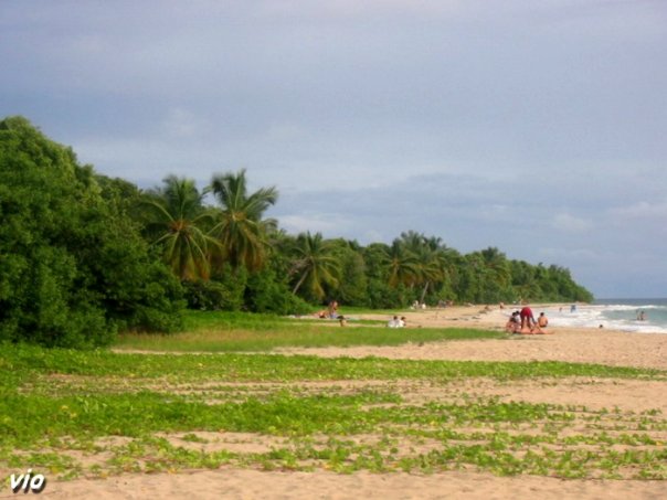La plage du Cap Chevalier bordée de cocotiers et de palétuviers