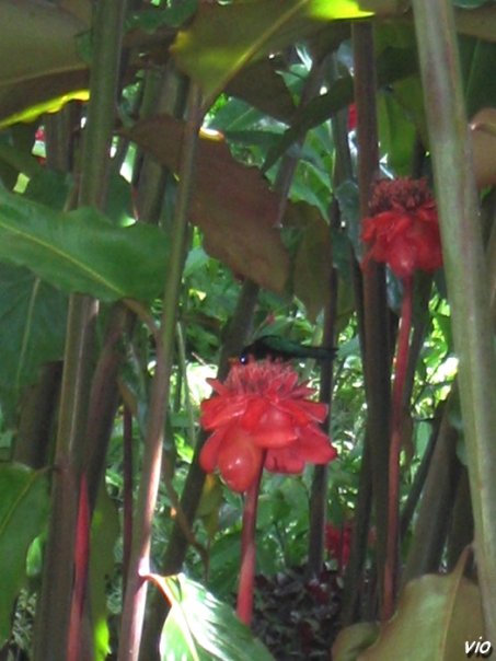 Colibri butinant - Jardins de Balata